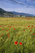 Cereal field with corn poppy (Papaver rhoeas), behind it the town of Schwaz, Schwazer Felder,