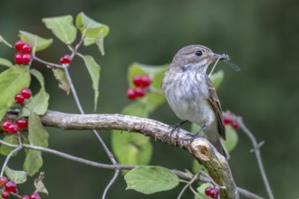 Grey flycatcher (Muscicapa striata), sitting on a branch with a dragonfly in its beak, Limbach,