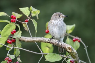 Grey flycatcher (Muscicapa striata), sitting on a branch, Limbach, Burgenland, Austria