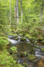 Kleine Ohe, natural forest stream in the Bavarian Forest National Park, Bavaria, Germany