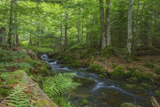 Kleine Ohe, natural forest stream in the Bavarian Forest National Park, Bavaria, Germany