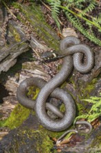 Grass snake (Natrix natrix), sunbathing on the bank of a pond, Bavaria, Germany