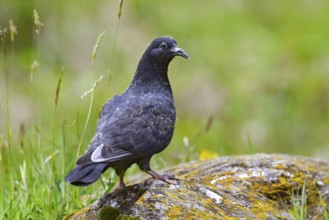 Wood pigeon (Columba palumbus), young bird in juvenile plumage, sitting on a stone, Pillberg, Pill,