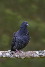 Wood pigeon (Columba palumbus), young bird in juvenile plumage, sitting on a branch, Pillberg,