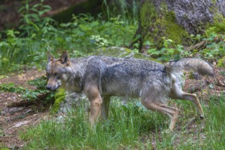 Eurasian wolf (Canis lupus lupus), marking its territory with urine, captive, Bavaria, Germany