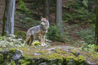 Eurasian wolf (Canis lupus lupus), standing on a stone in the forest, captive, Bavaria, Germany
