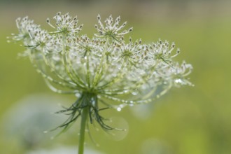 A white flower stands tall, decorated with drops of dew in the early morning light. Lush green