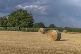 Large round barns are scattered across a golden field, framed by vibrant green trees under a partly