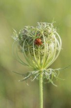 A vibrant ladybug sits cosily on a delicate flowering plant surrounded by lush green grass. This