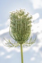 An eye-catching Queen Anne's lacecap grows tall, displaying its intricate structure and delicate