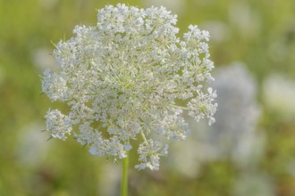 A cluster of wildflowers stands tall in a bright green meadow under bright sunlight. The delicate