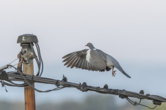 A pigeon gracefully takes off into the air from a utility pole, showing its wings in motion against