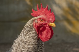 A proud rooster stands prominently in a lively platypus swaying in the warm morning sun. Its