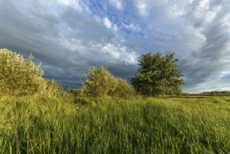 A vibrant landscape with dense green shrubs and trees surrounded by tall grass. The sky is partly
