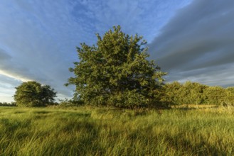 An expansive meadow with tall grass moving gently in the breeze, complemented by scattered trees