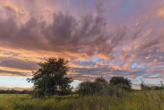 A radiant sunset conjures up vibrant colours across the sky above a grassy field. The silhouettes