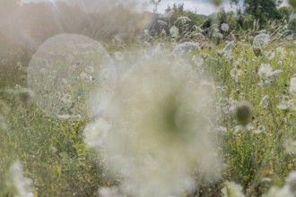 Blooming wildflowers create a serene atmosphere in a lush green field. Sunlight filters through,
