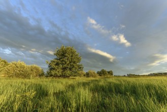A lush field of bright yellow wildflowers stretches across the landscape. Tall grasses sway gently