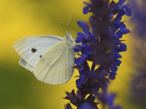 Small white (Pieris rapae) sitting on sage flower (Salvia) with colourful yellow background, Hesse,