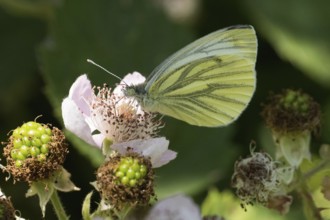Rape white butterfly (Pieris napi) on a blackberry blossom, natural atmosphere, Hesse, Germany