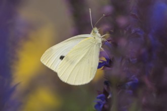 Small white (Pieris rapae) in close-up on a sage flower (Salvia) with yellow background, Hesse,