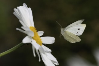 A Small white (Pieris rapae) flies towards the flower of a daisy (Leucanthemum), Hesse, Germany