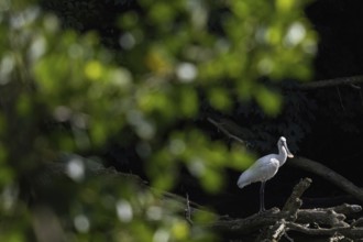 A spoonbill (Platalea leucorodia) standing on a tree trunk, surrounded by bright foliage and