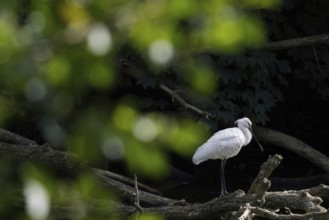 A spoonbill (Platalea leucorodia) resting on a tree trunk, light-coloured leaves as bokeh in the