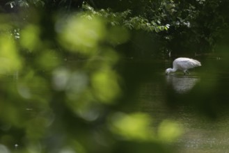 A spoonbill (Platalea leucorodia) foraging in the water, light-coloured leaves as bokeh in the