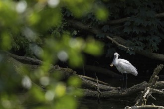 A spoonbill (Platalea leucorodia) standing on a tree trunk at the water's edge, light-coloured