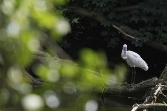 A spoonbill (Platalea leucorodia) standing on a tree trunk in the water, light-coloured leaves as