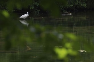 A spoonbill (Platalea leucorodia) stands quietly in the river, surrounded by greenery, Hesse,