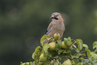 A jay (Garrulus glandarius) sits on a branch of a pear tree and looks attentively at its