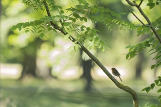 A robin (Erithacus rubecula) sitting on a branch in a green forest, Hesse, Germany