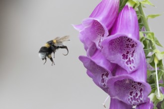 A bumblebee (Bombus) approaching a Common foxglove (Digitalis purpurea) flower, Hesse, Germany