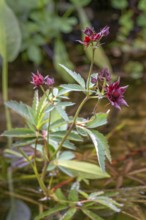 Potentilla palustris, Bavaria, Germany