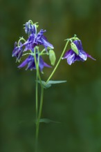 European columbine, common columbine or wood columbine (Aquilegia vulgaris), Bavaria, Germany