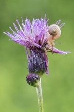 Brook thistle (Cirsium rivulare), with small snail, Filz wetland, Wörgl, Tyrol, Austria