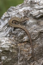 Forest lizard (Zootoca vivipara), or mountain lizard or bog lizard, captive, Bavaria, Germany