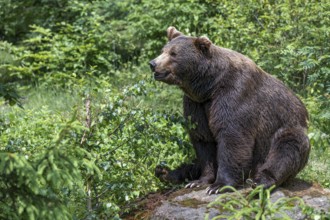 European brown bear or Eurasian brown bear (Ursus arctos arctos), sitting on a stone in the forest,