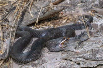 Adder (Vipera berus), eating a mouse, captive, Bavaria, Germany
