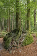 Two trees growing on a stone in the forest, Bavaria, Germany