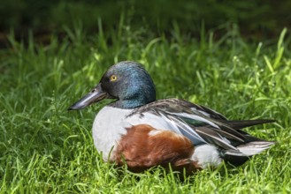 Shoveler (Spatula clypeata), male, captive, Bavaria, Germany