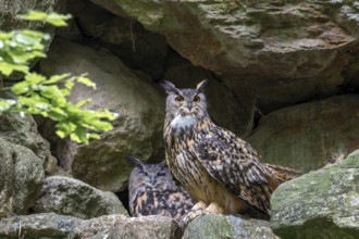 Eurasian Eagle-owl (Bubo bubo), sitting on a rock, captive, Bavaria, Germany