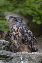Eurasian Eagle-owl (Bubo bubo), sitting on a rock, captive, Bavaria, Germany