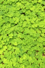 Wood sorrel (Oxalis acetosella), Bavaria, Germany