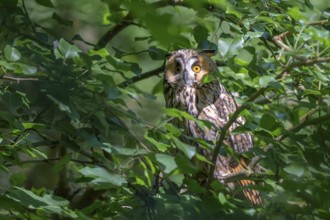Long-eared owl (Asio otus), sitting in a deciduous tree, captive, Bavaria, Germany