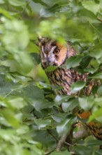 Long-eared owl (Asio otus), sitting in a deciduous tree, captive, Bavaria, Germany