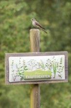 Grey flycatcher (Muscicapa striata), sitting on a board with the inscription Mein Kräutergarten),