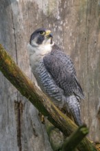 Peregrine falcon (Falco peregrinus), sitting on a tree, captive, Bavaria, Germany